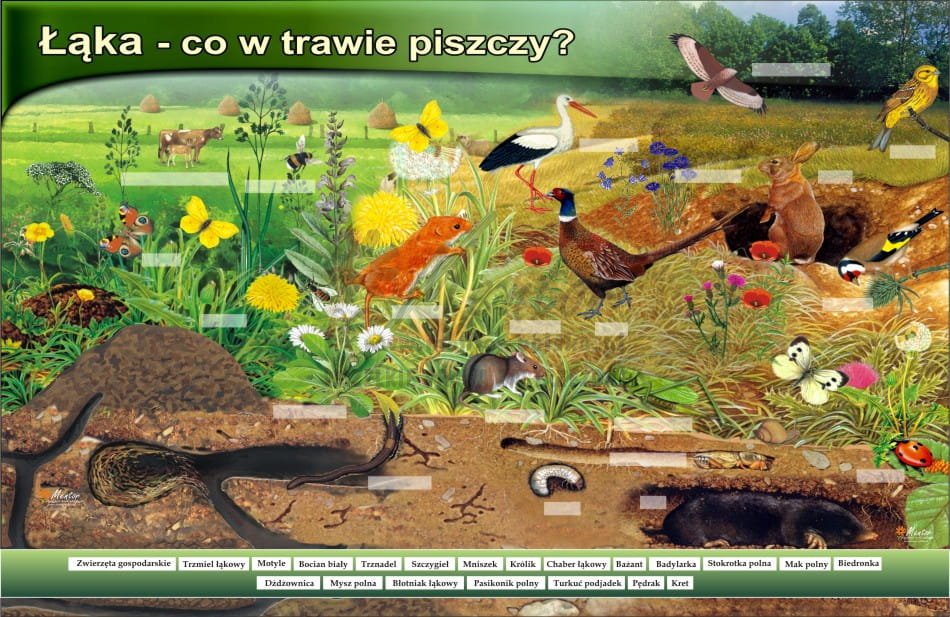 Tablica magnetyczna mg19 "Łąka - co w trawie piszczy" MentorSklep.pl