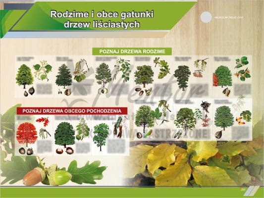 Tablica edukacyjna - Rodzime i obce gatunki drzew liściastych | Dobra
