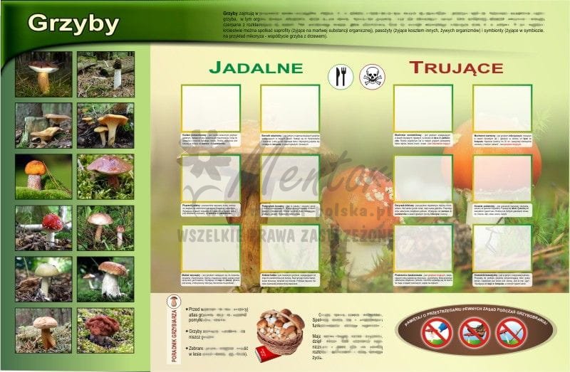 Tablica magnetyczna mg04 "Grzyby jadalne i trujące" MentorSklep.pl