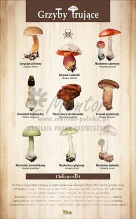 Tablica "Grzyby trujące", bez ramki