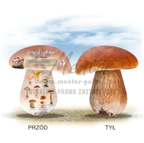 Tablica kształtowa - Grzyby jadalne
