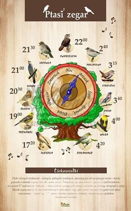 Tablica "Ptasi zegar", bez oprawy