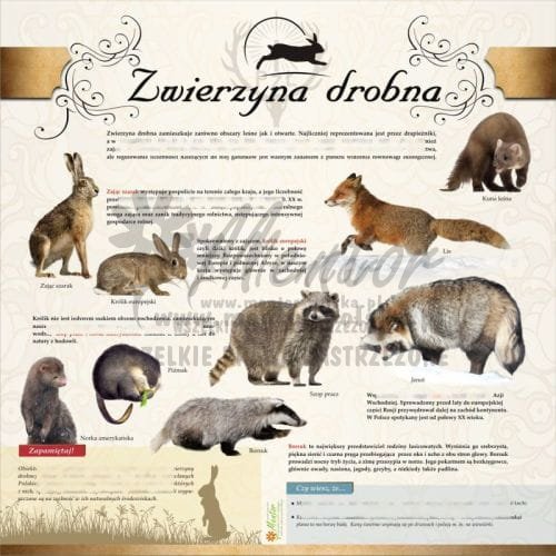 TABLICA EDUKACYJNA ZWIERZYNA DROBNA.jpg