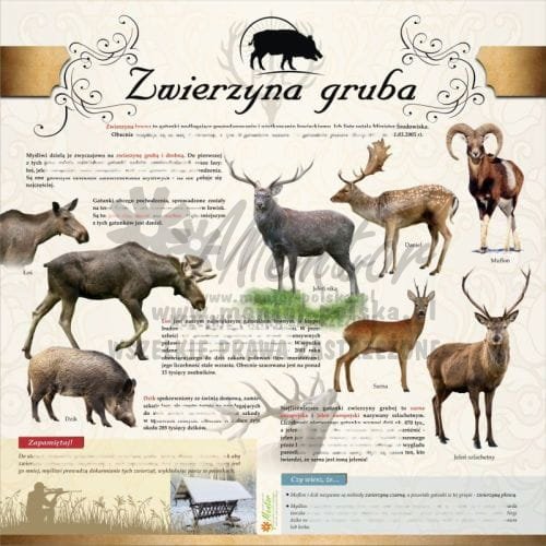 TABLICA EDUKACYJNA ZWIERZYNA GRUBA.jpg
