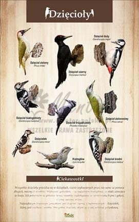 Tablica "Dzięcioły". bez ramki