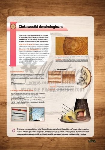 Czas zaklęty w drzewach...  - tablica 3 - wizualizacja poglądowa