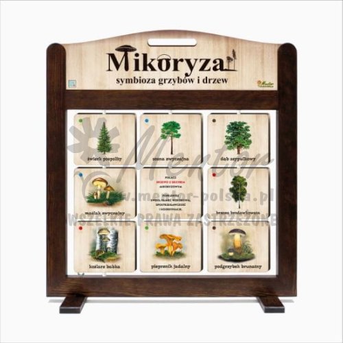 GRA MOBILNA (PAMIĘCIÓWKA) - MIKORYZA - SYMBIOZA GRZYBÓW I DRZEW - wizualizacja poglądowa