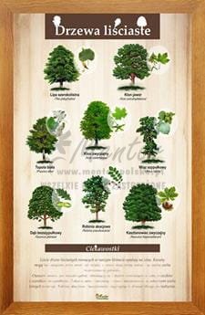 Tablica "Drzewa liściaste II" w oprawie drewnianej, kolor pinia
