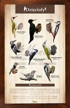 Tablica "Dzięcioły" w oprawie drewnianej, kolor brąz