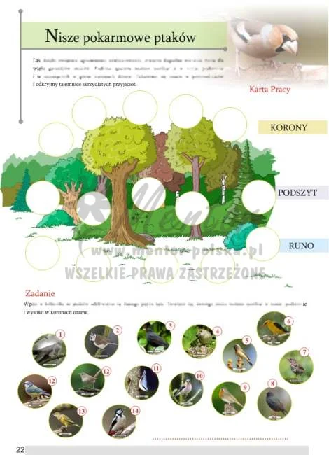 ZESZYT EDUKACYJNY "Tajemnice ptaków leśnych"