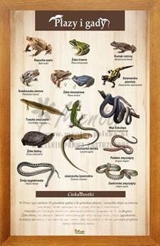 Tablica "Płazy i gady" w oprawie drewnianej, kolor dąb