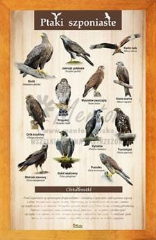 Tablica "Ptaki szponiaste" w oprawie drewnianej, kolor pinia