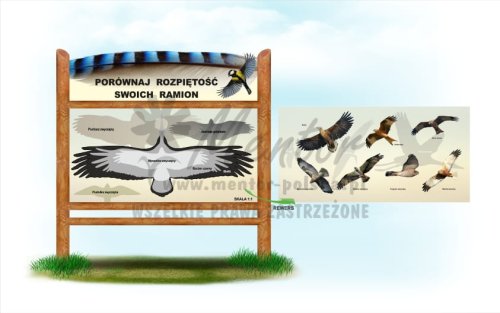 Porównaj rozpiętość skrzydeł, impregnat: dąb - awers + rewers - (wizualizacja poglądowa)