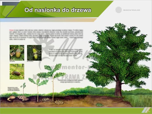 Tablica edukacyjna "Od nasionka do drzewa - dąb"