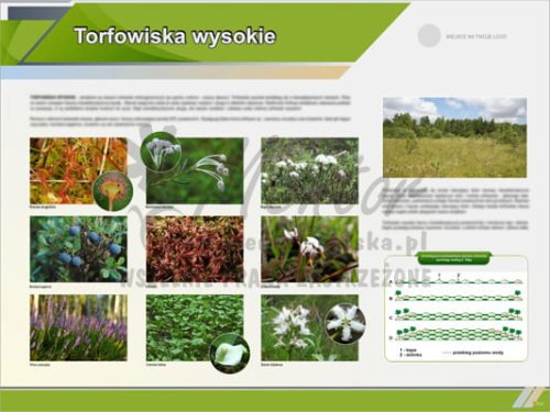 Tablica edukacyjna "Torfowiska wysokie"