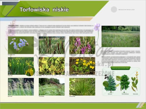 Tablica edukacyjna "Torfowiska niskie"