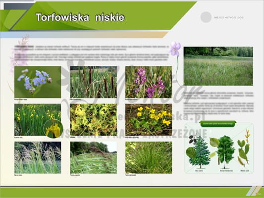 Tablica edukacyjna "Torfowiska niskie"