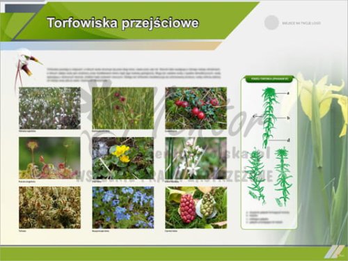 Tablica edukacyjna "Torfowiska przejściowe"