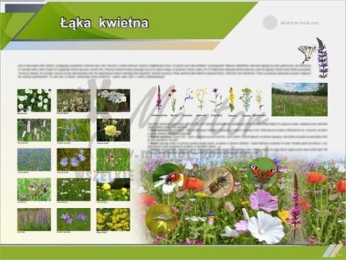 Tablica edukacyjna "Łąka kwietna"