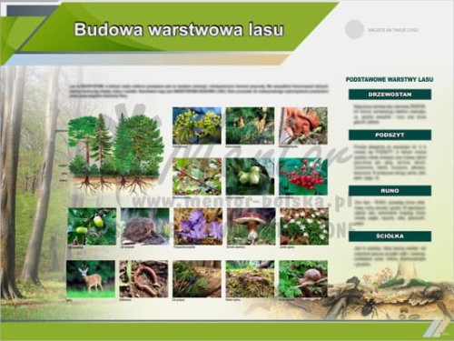 Tablica edukacyjna "Budowa warstwowa lasu"