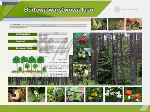 Tablica edukacyjna "Budowa warstwowa lasu" II