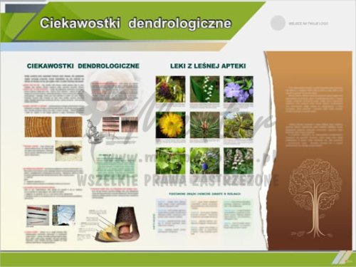 Tablica edukacyjna "Ciekawostki dendrologiczne"