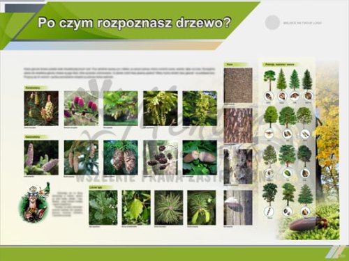 Tablica edukacyjna "Po czym rozpoznasz drzewo?"