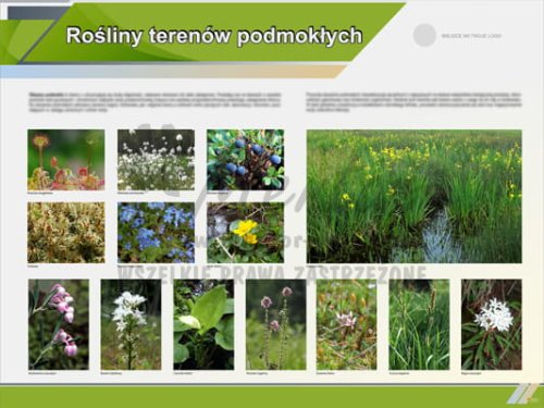 Tablica edukacyjna "Rośliny terenów podmokłych"