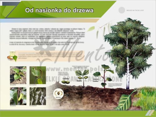 Tablica edukacyjna "Od nasionka do drzewa - brzoza"