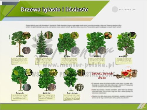 Tablica edukacyjna "Drzewa iglaste i liściaste"