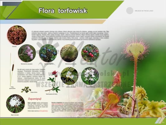 Tablica edukacyjna "Flora torfowisk"