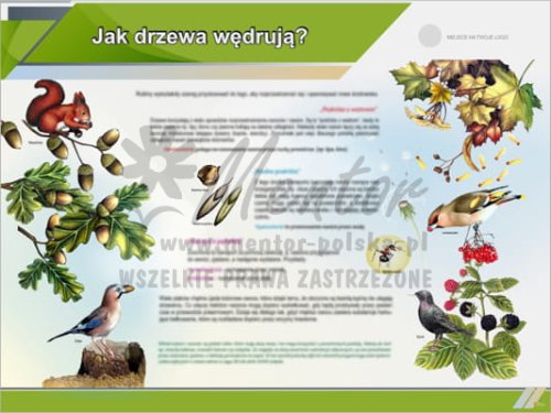 Tablica edukacyjna "Jak drzewa wędrują?"