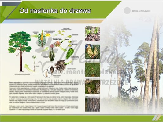 Tablica edukacyjna "Od nasionka do drzewa - sosna"