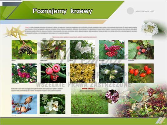 Tablica edukacyjna "Poznajemy krzewy"