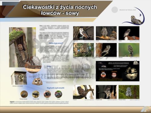 Tablica edukacyjna "Ciekawostki z życia nocnych łowców - sowy"