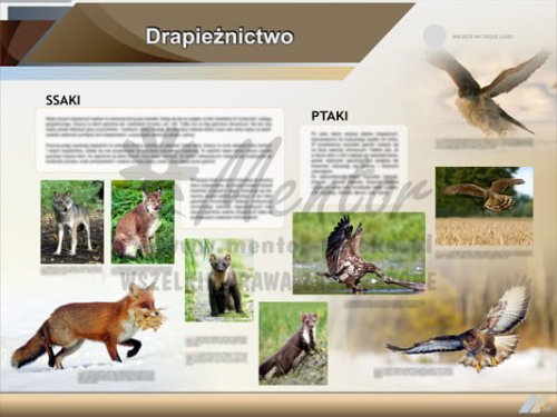 Tablica edukacyjna "Drapieżnictwo"