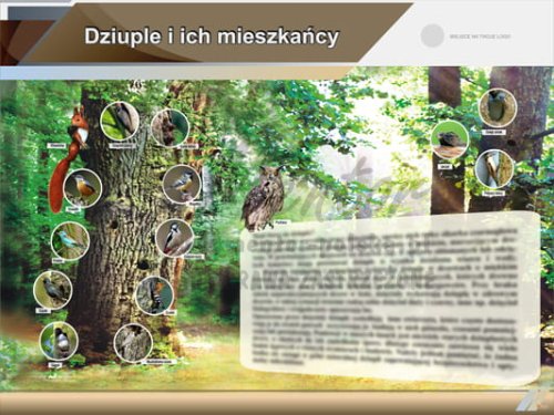 Tablica edukacyjna "Dziuple i ich mieszkańcy"