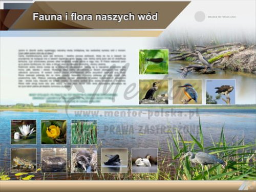 Tablica edukacyjna "Fauna i flora naszych wód"