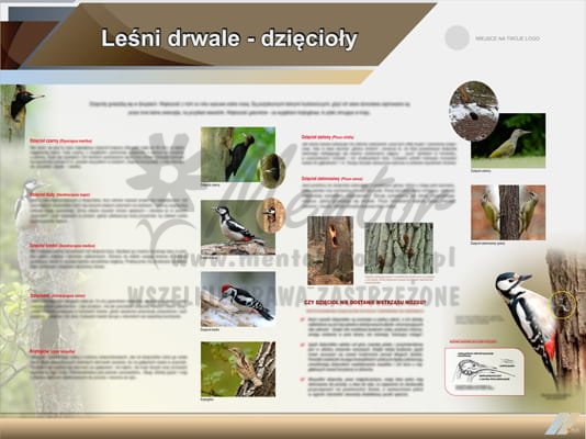 Tablica edukacyjna "Leśni drwale - dzięcioły"