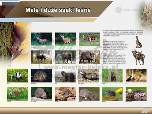 Tablica edukacyjna "Małe i duże ssaki leśne"