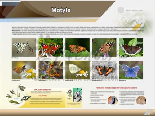 Tablica edukacyjna "Motyle"
