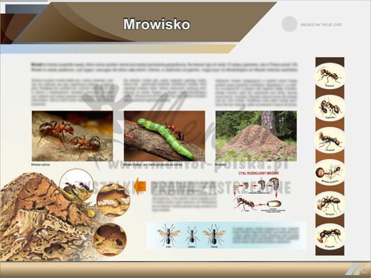 Tablica edukacyjna "Mrowisko"