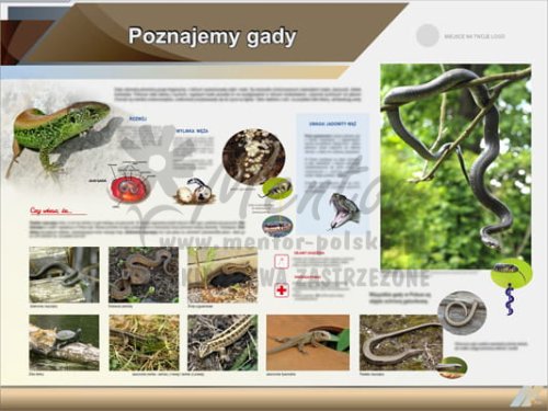 Tablica edukacyjna "Poznajemy gady"
