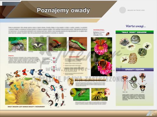Tablica edukacyjna "Poznajemy owady"