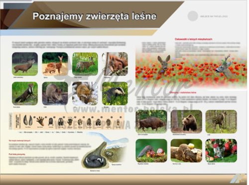 Tablica edukacyjna - Poznajemy zwierzęta leśne