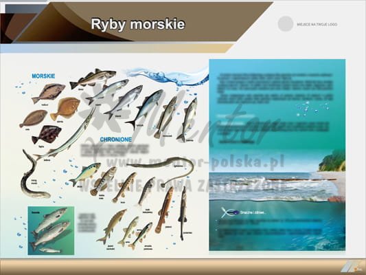 Tablica edukacyjna "Ryby morskie"