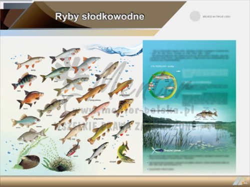 Tablica edukacyjna "Ryby słodkowodne"