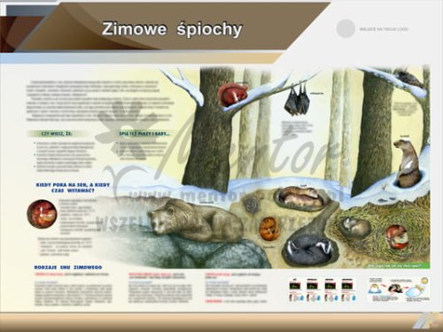 Tablica edukacyjna "Zimowe śpiochy"
