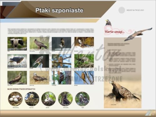 Tablica edukacyjna "Ptaki szponiaste"