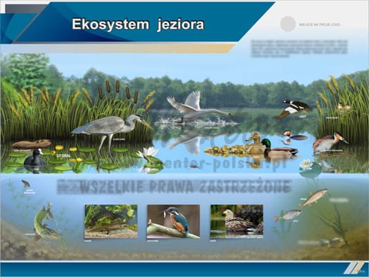 Tablica edukacyjna "Ekosystem jeziora"